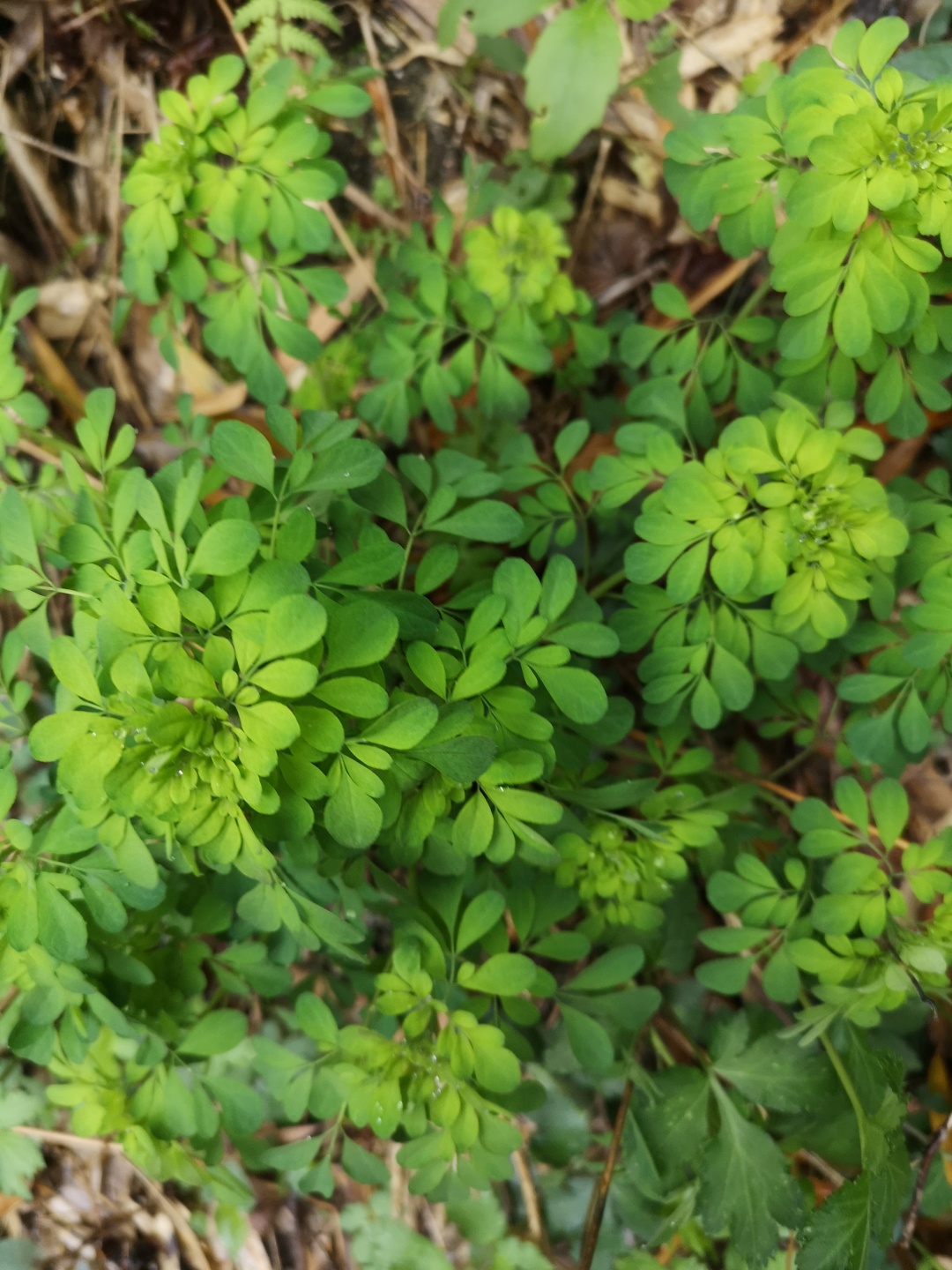 竹林深处探宝——只为了那一棵黄精