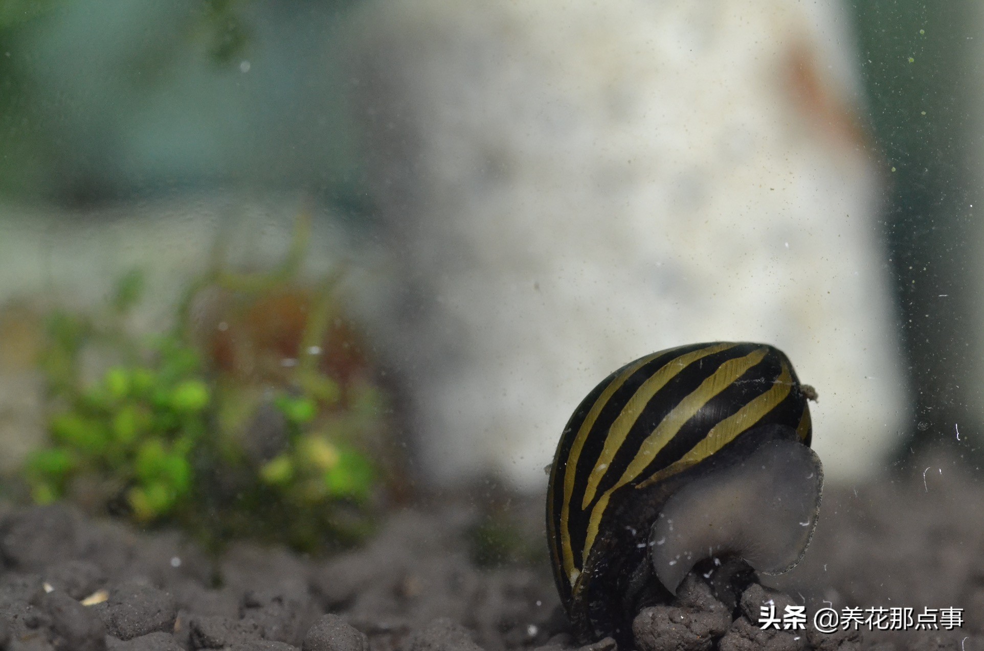 新手养小型热带鱼推荐,热带鱼生态鱼缸养殖必备条件