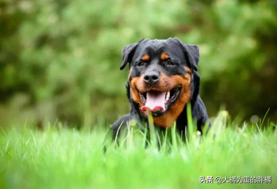 为什么偷狗贼不敢偷有证的狗,养什么宠物狗不容易被偷