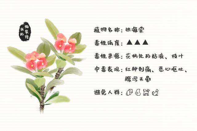绿萝有毒长寿花有毒吗,绿萝有毒吗什么花有毒