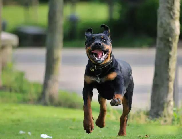 45种狗狗,45种狗类