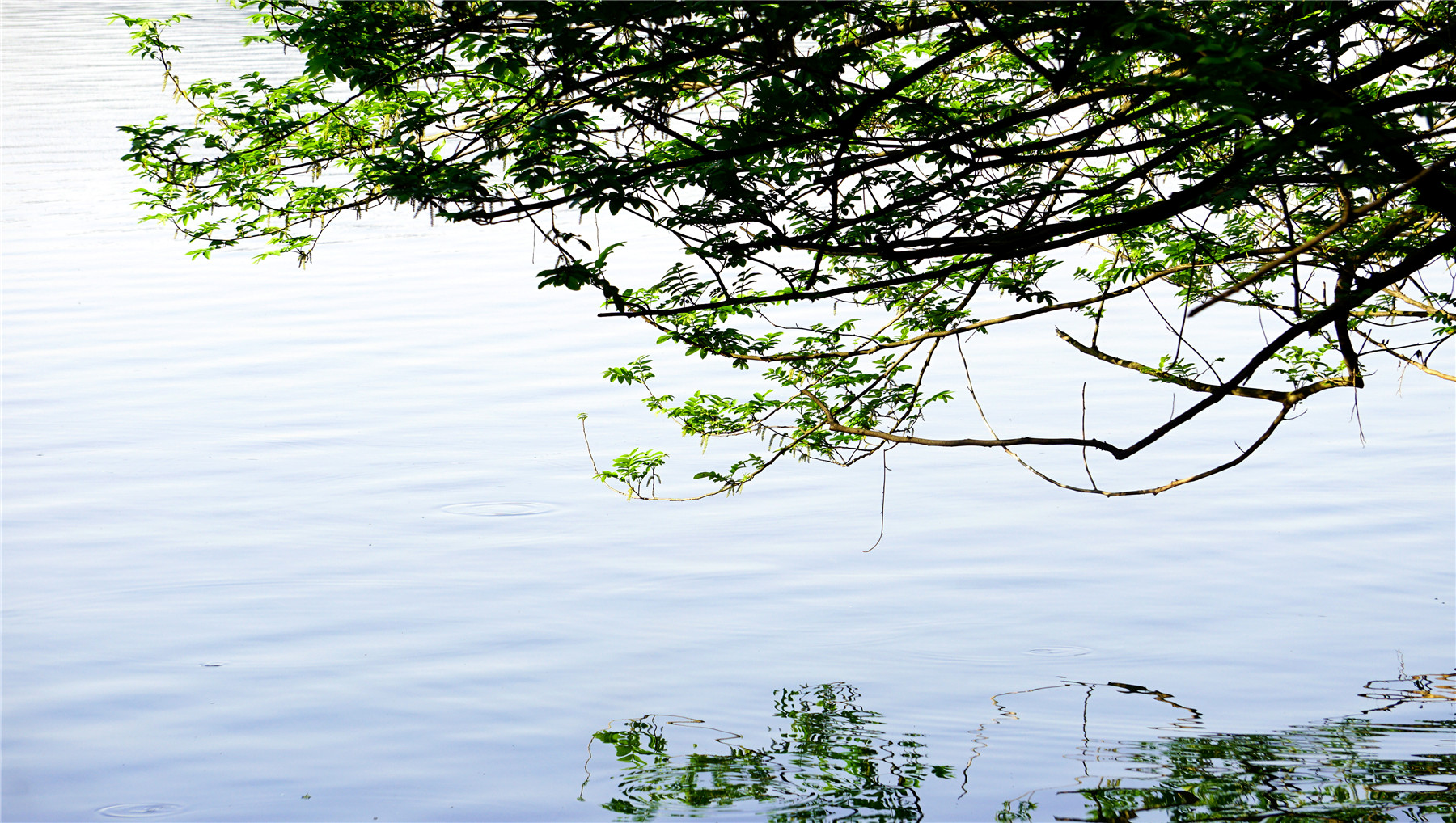 杭州西湖游玩攻略大全,杭州西湖最佳游玩攻略
