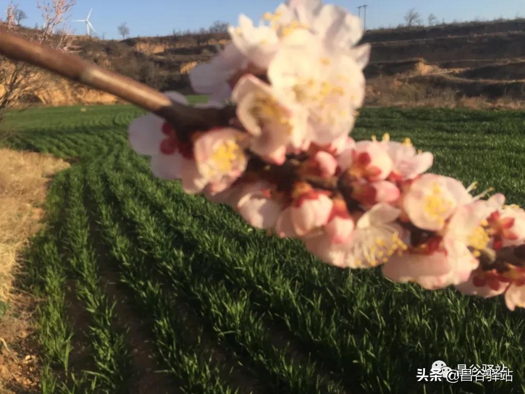 山花烂漫中条山之山杏花开树树梅