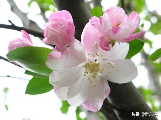 苏轼调侃张先的诗,苏轼最令人叫绝一首诗