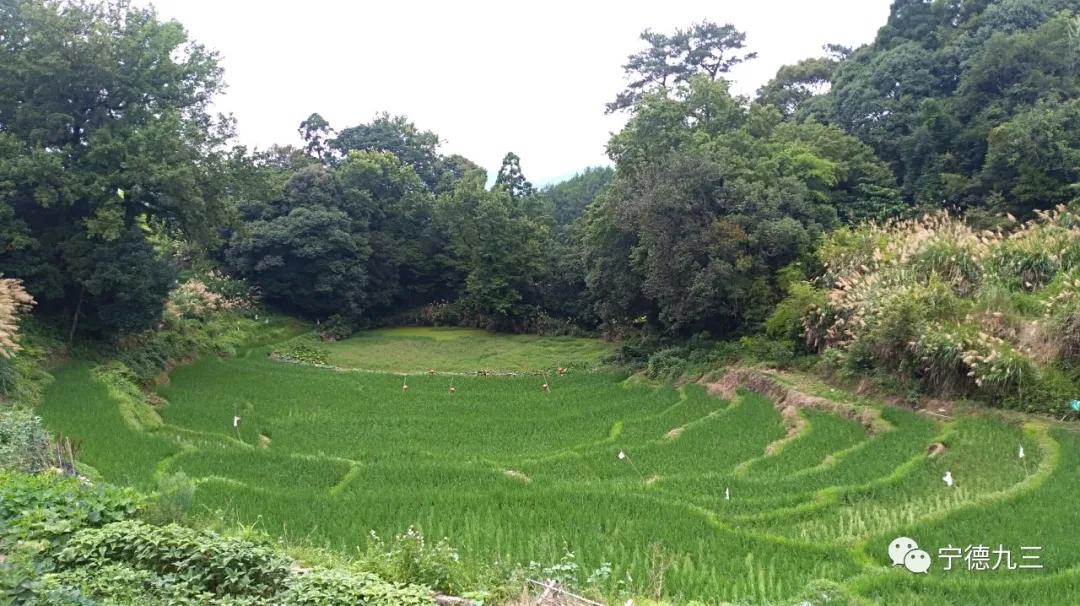 九三学社宁德市委员会,宁德古田乡村振兴