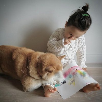 家里适合养什么狗看家护院干活,既能看家又温顺的狗还能照顾孩子