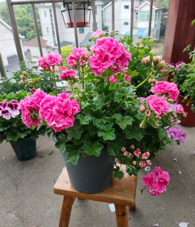 家里养的花怎么养才能旺,家庭养什么花好养不愿死