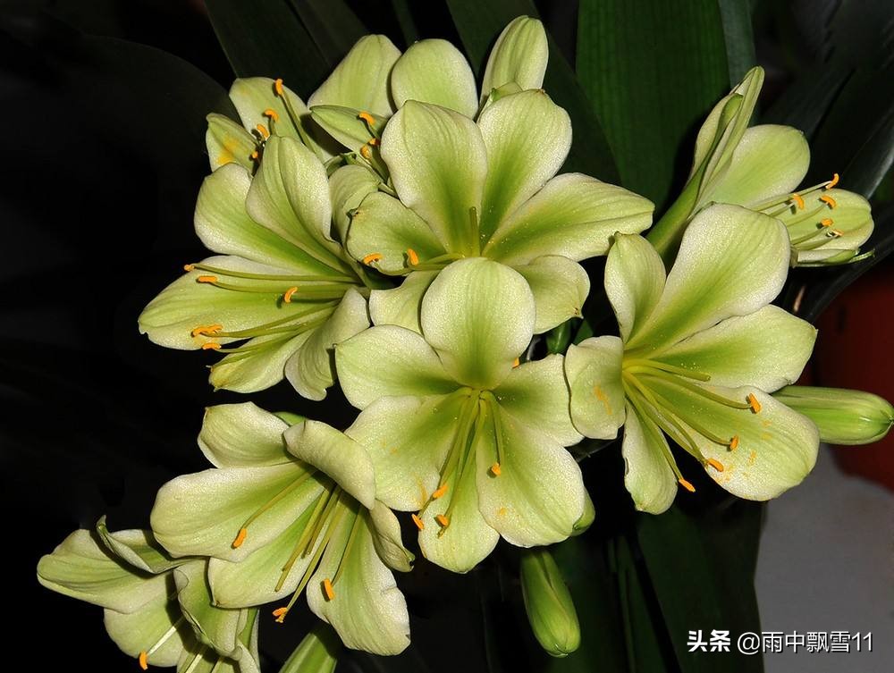 君子兰怎么养才能开得更好,君子兰怎么养才是最好而且能养活