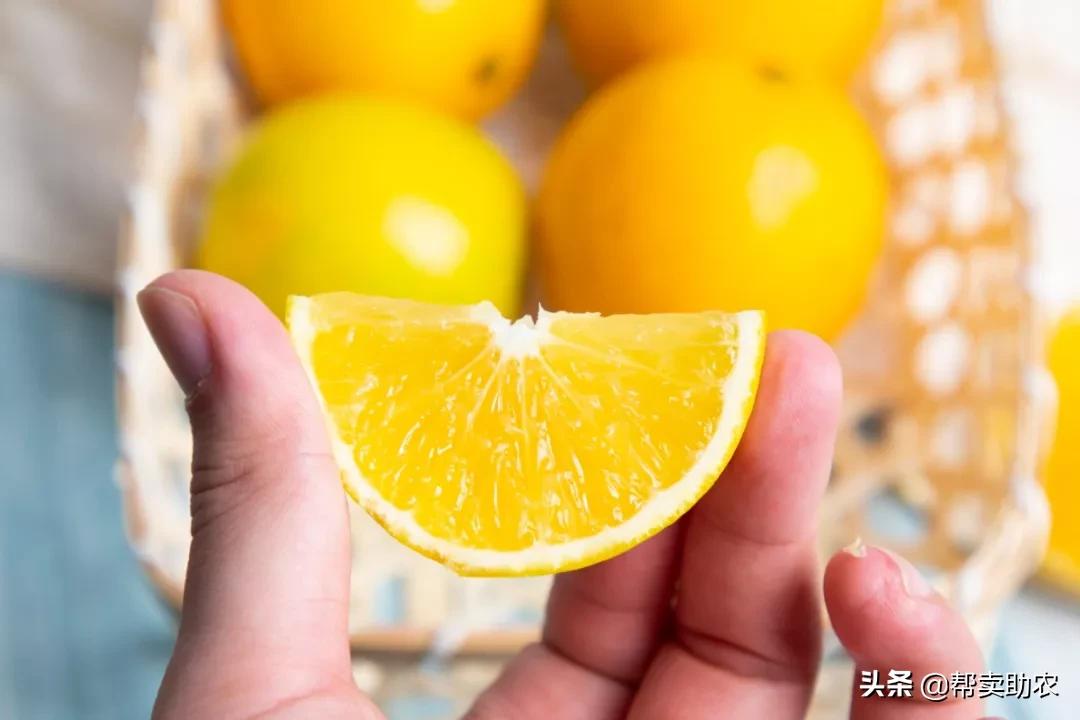 袁隆平摘冰糖橙,袁隆平到麻阳为冰糖橙提名