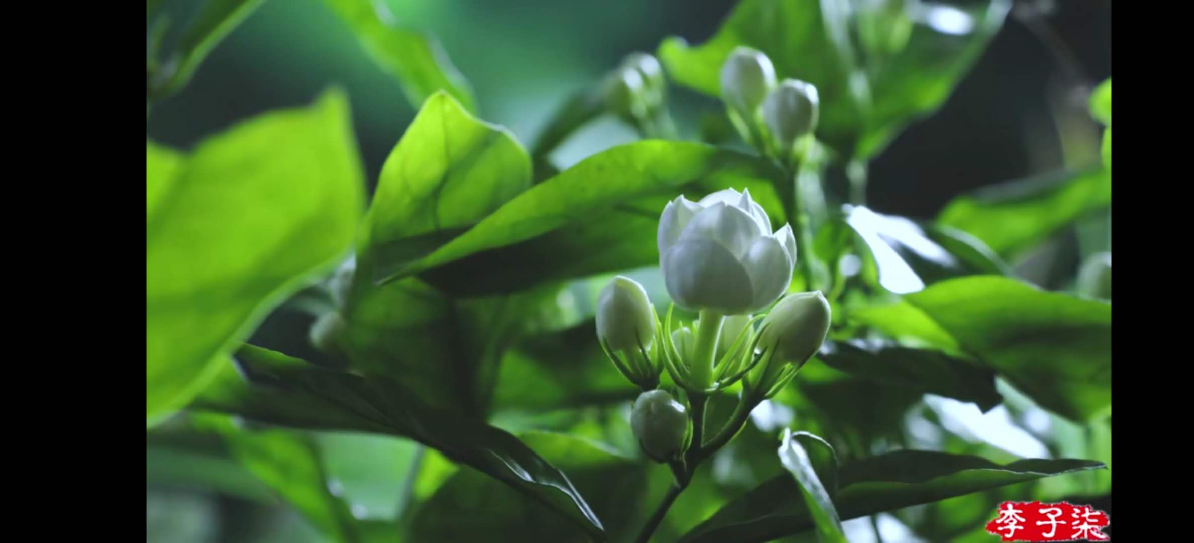 凭什么李子柒的土豆能上热搜？看了十遍视频后，我终于有了答案