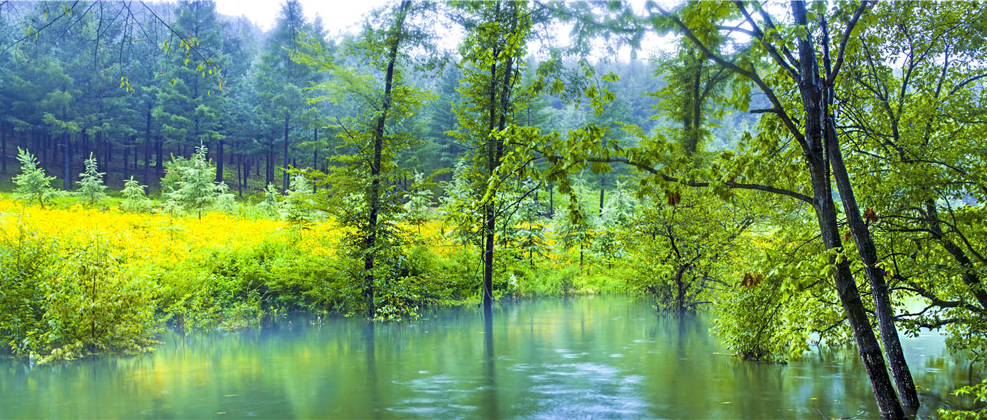 野菊花漫山遍野都是金黄色,黄金菊哪个地方最正宗