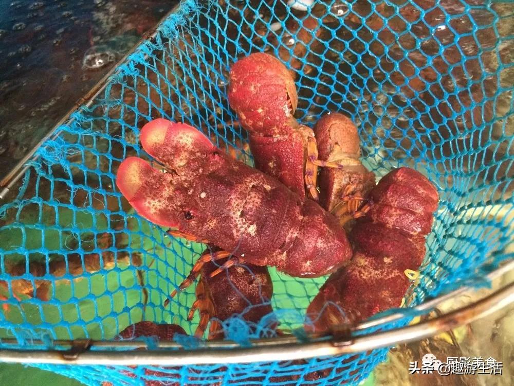 世界上的各种龙虾,世界上最大龙虾