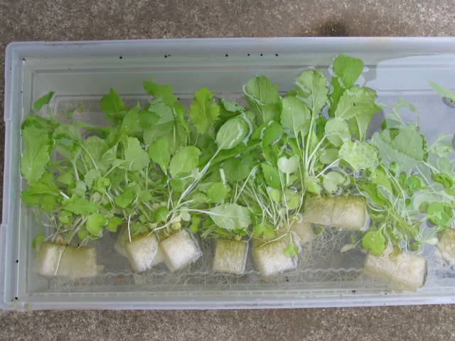 阳台无土栽培蔬菜种植架安装,阳台无土栽培蔬菜技术