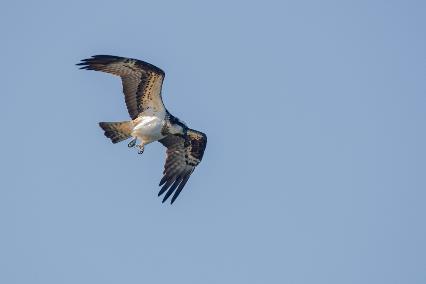 尼康d6拍鸟评测,摄影全套教程尼康d6