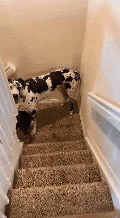 每日一笑看完你能不能忍住不笑,每日一笑看了让你笑