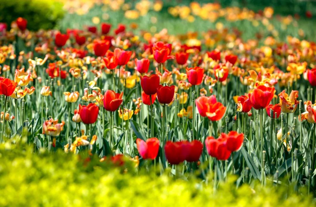 时光清浅秋意阑珊,时光清浅浮世清欢