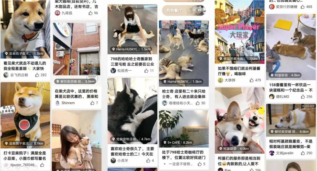 在三里屯体验网红狗咖｜求治愈遭狗子冷淡回应，顾客寥寥无几，我花89元看狗打架1小时