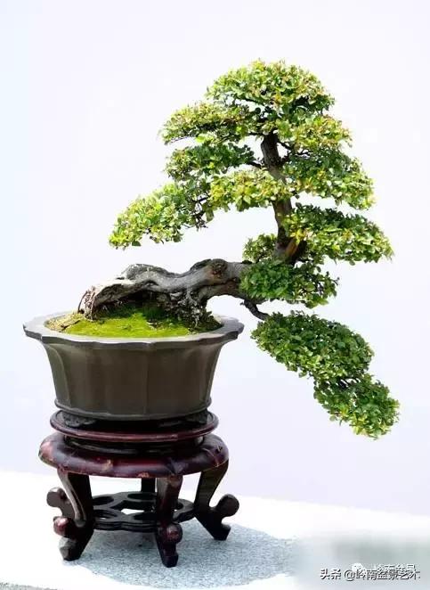 最美的100盆雀梅盆景,雀梅盆景第一年修剪视频