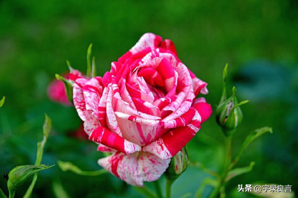 走心说说心情短语,年度热门说说句子简短霸气