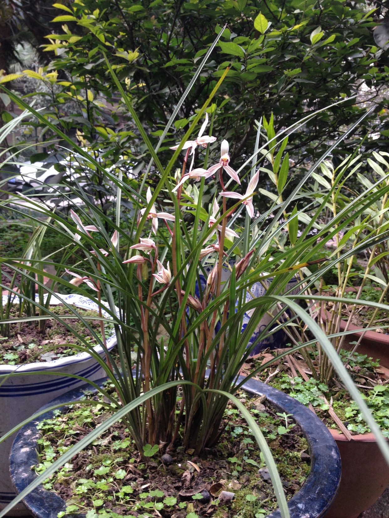 莲瓣兰五彩蝶品种简介,莲瓣兰大雪素有几个品种