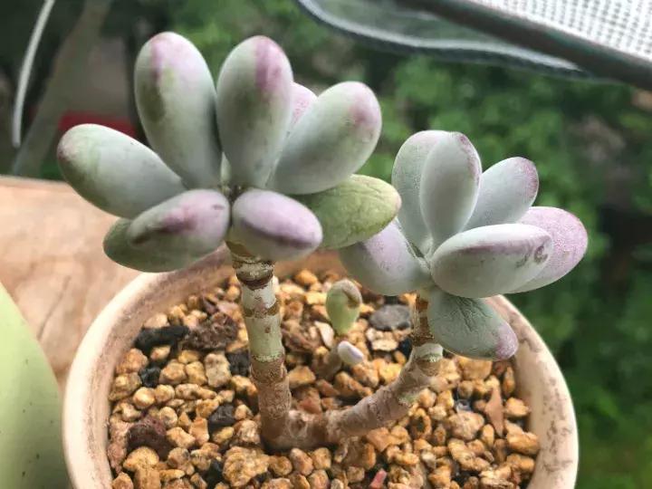 多肉长出小尾巴求救信号,多肉有什么求救信号