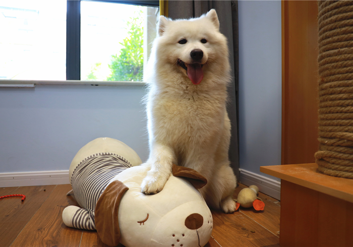 边牧有多聪明丢飞盘,边牧聪明的可怕的瞬间