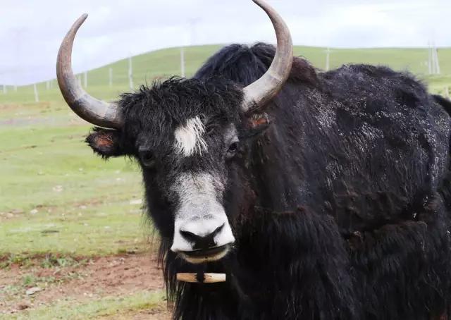 高原最好吃的牦牛肉,牦牛肉特别吃法