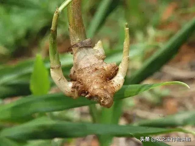 姜瘟病根治,治不了的姜瘟病