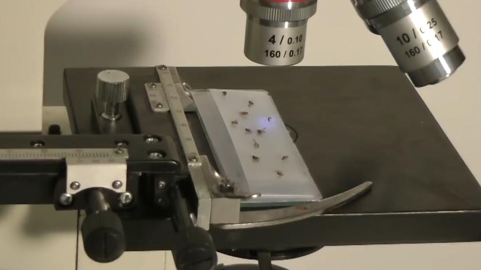 又想对华输入“病毒”？海关拦截美国怪异包裹，内藏66管黑腹果蝇