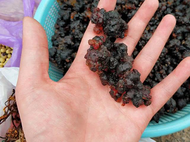 桃树上这种“煤渣”，过去农村娃当糖吃，如今30元一斤成稀罕货