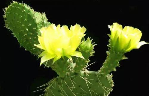 我喜爱的植物仙人掌三年级作文,我的植物朋友三年级作文仙人掌