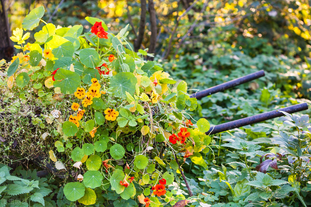 园林人需要知道的85个花卉知识,园林花卉的种类及图片