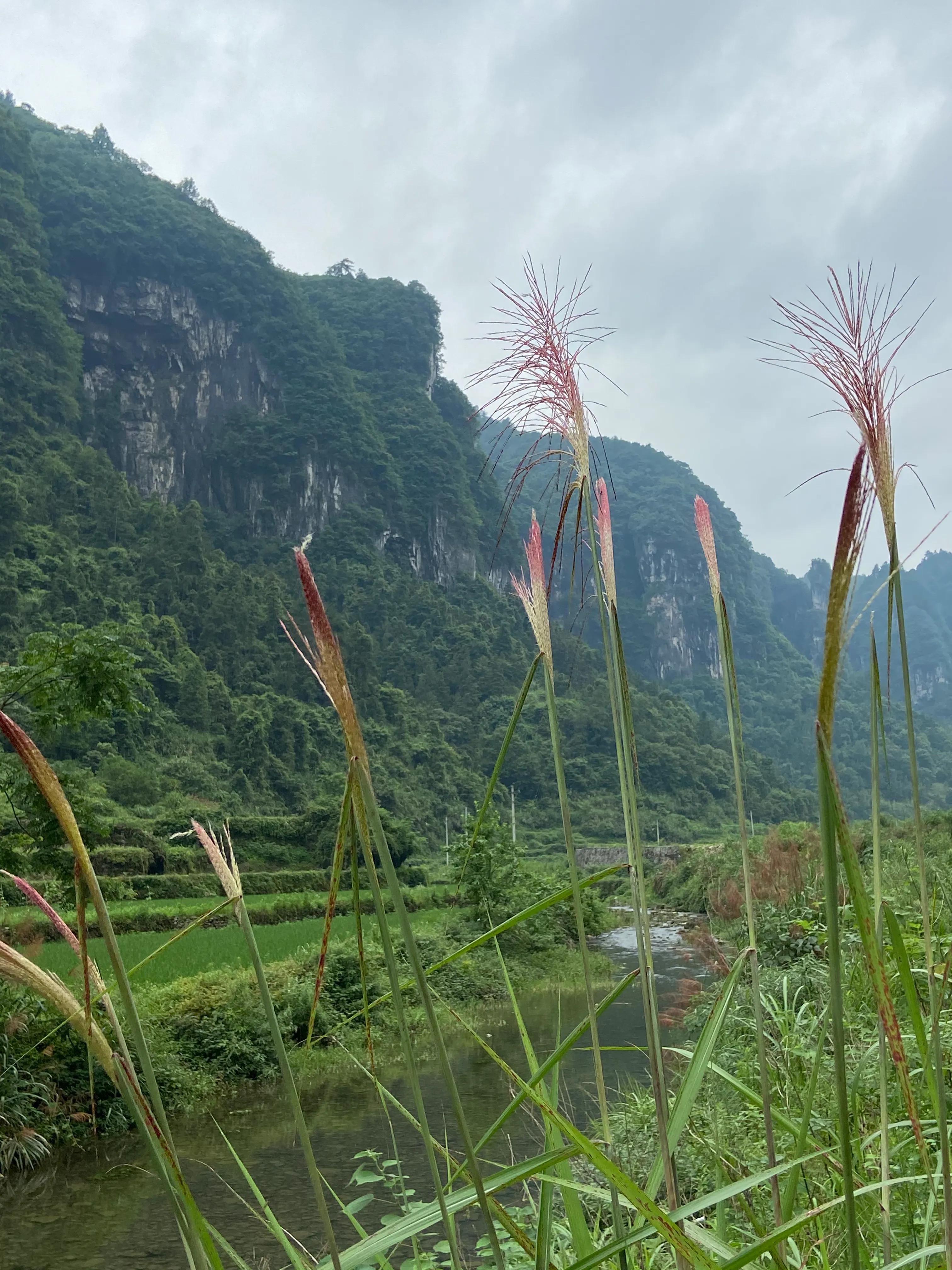 水井密密麻麻的鱼,里耶河鱼