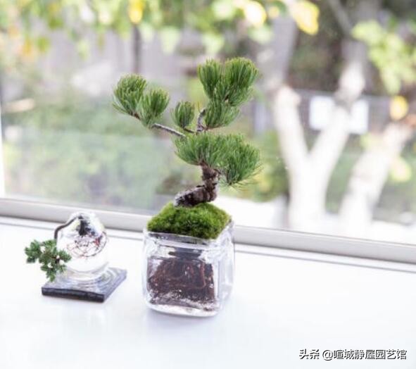 盆景松树的养殖方法和注意事项 (适合盆景的松树种类怎样区分)