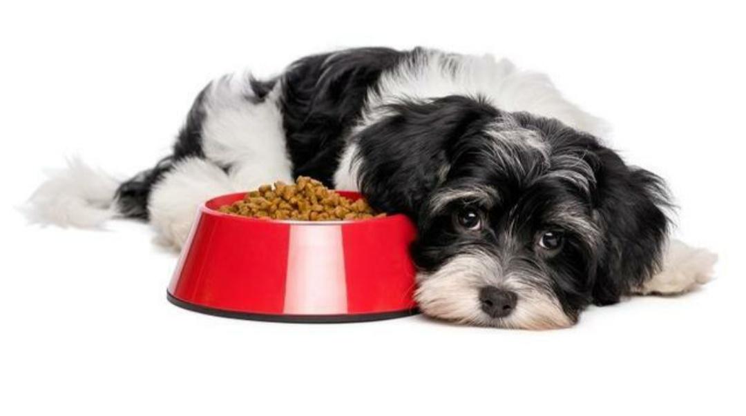 狗狗反复拉肚子要怎么治疗,狗狗老是肠胃炎怎么办