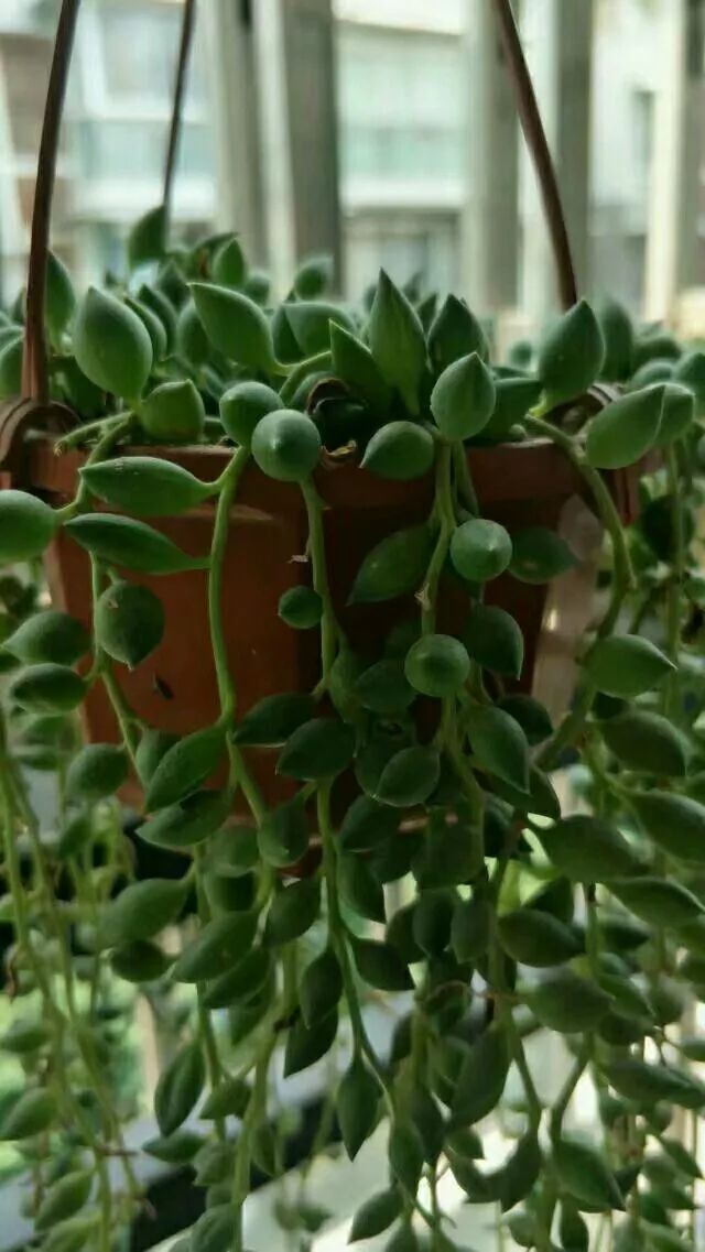 篱笆花开情常在，守你一生不变！