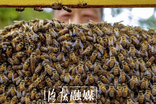 嵩县三合村：脱贫户“铁拐张”的生活“甜蜜蜜”