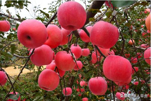 烟台十大农产品,烟台具有特点的农产品