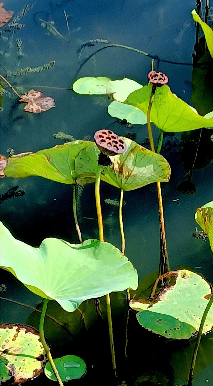 秋景诗句简单鉴赏,带秋的古诗词赏析