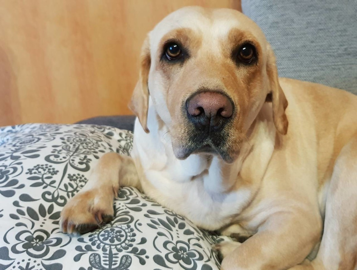 狗生仔要注意些什么,老狗生小狗要什么条件