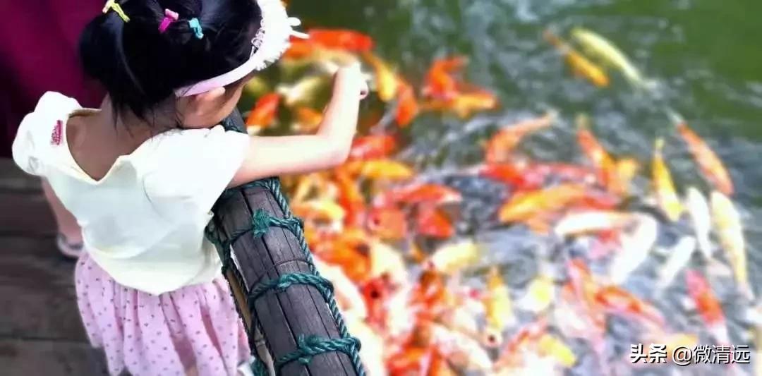 清远鹅汤圆,清远过年哪里免门票