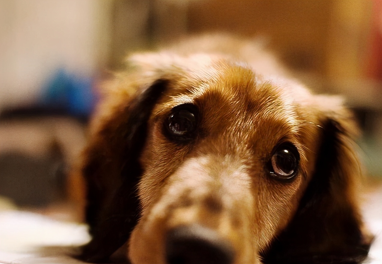 如何正确教育狗狗好习惯,教育护食的狗狗