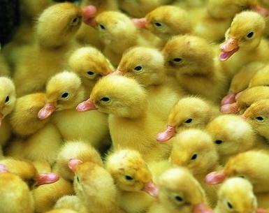 果园养鸡一年赚多少钱,养殖土鸡1天赚3亿钱