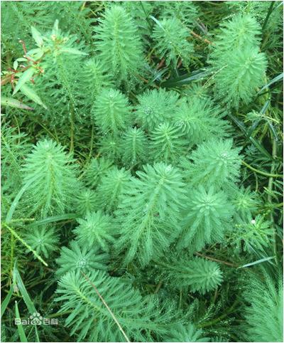 水草常见问题,常见鱼缸水草