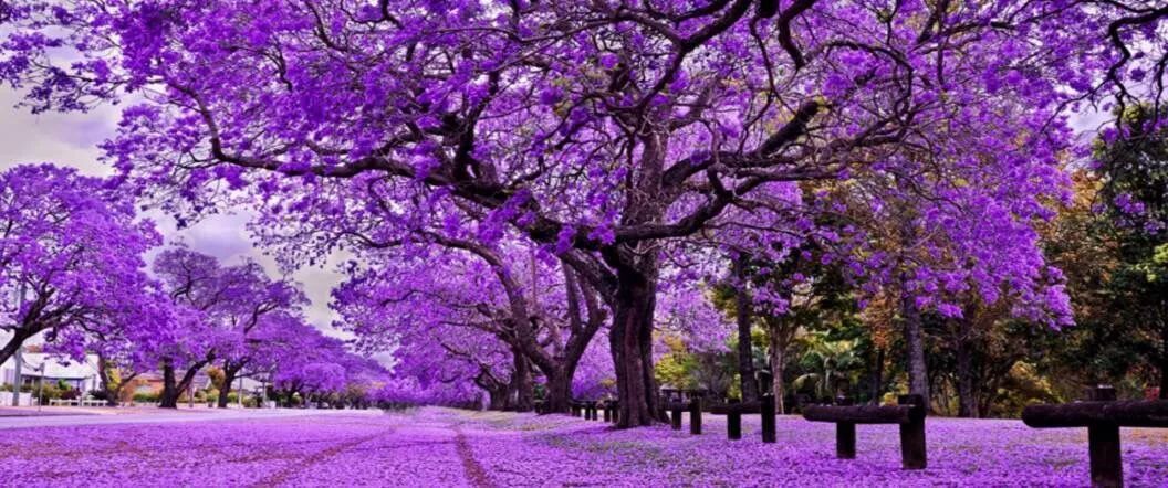100种常见观叶植物图鉴史上最全,农村常见的100种植物