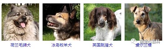 狗狗品种分类大全,狗狗品种鉴定