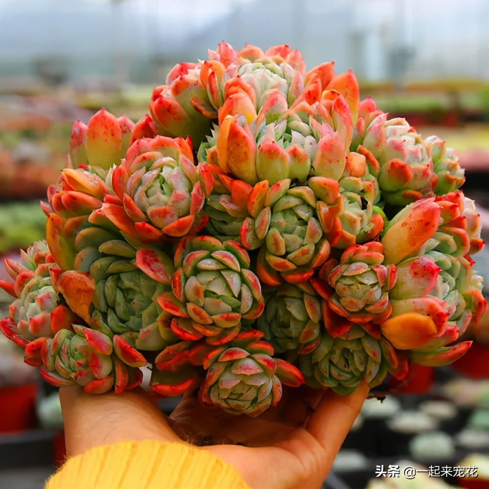 夏天怎么把冰莓多肉种成活,多肉冰莓适合深盆还是浅盆