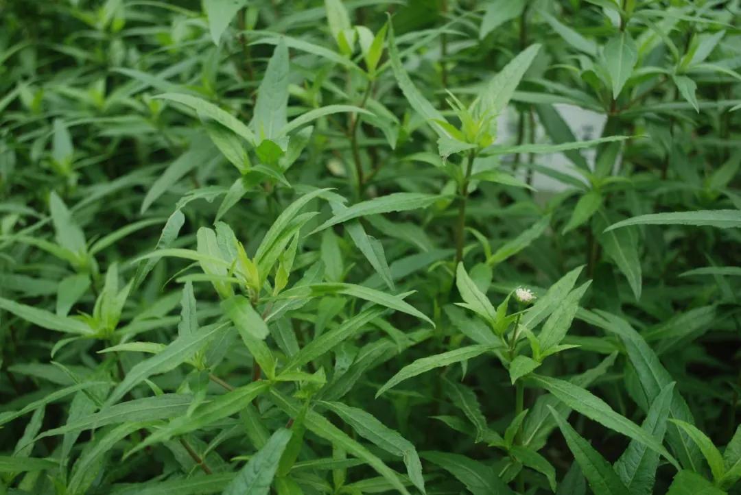 硬核整顿！高清中药教材原植物彩*图色**谱（四期）