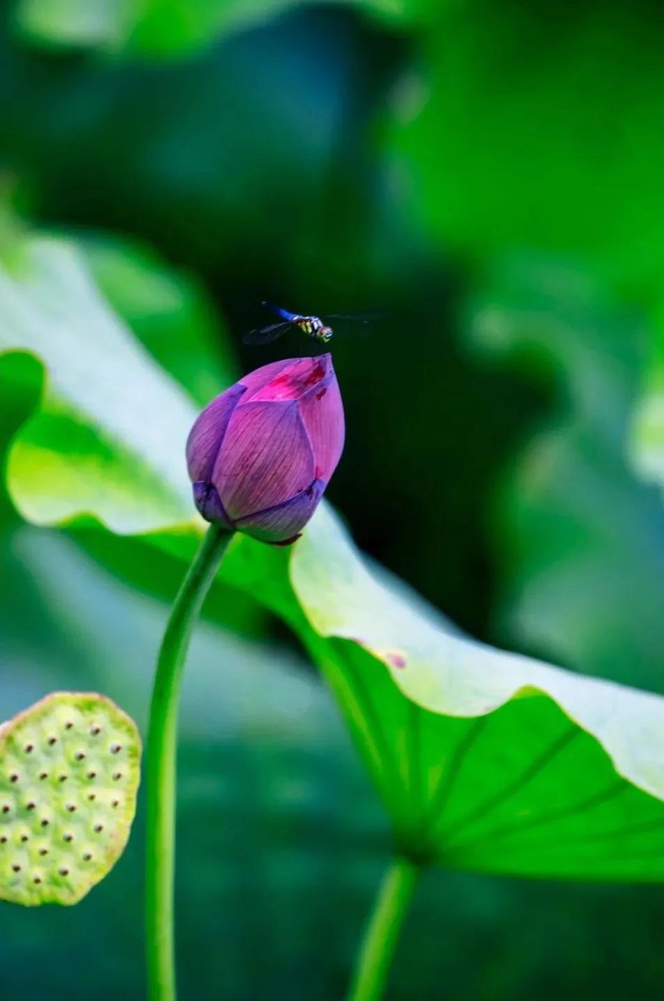 夏季最美荷花在哪里,山东最漂亮的荷花