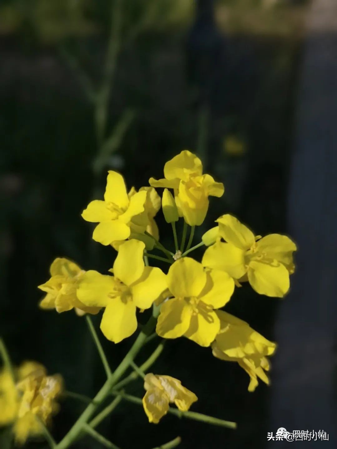 孩子写作文思路乱用思维导图,思维导图教小孩写作文